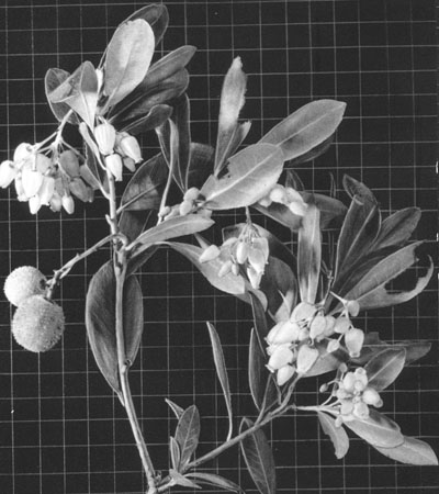fleurs et fruits sur un arbousier