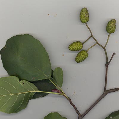fruits de l'aune