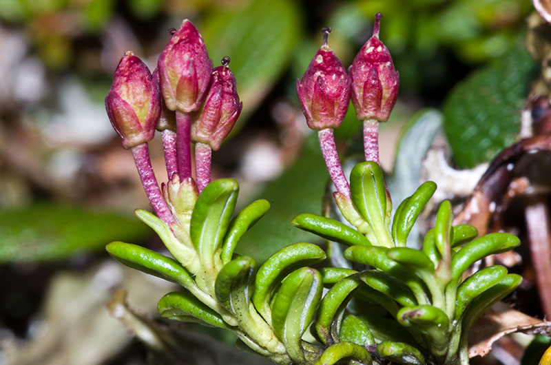 jeune fruit de l'Azalé rampant