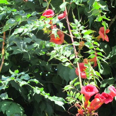La Bignone, une plante grimpant sur les murs 