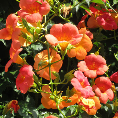 Inflorescence de Bignone