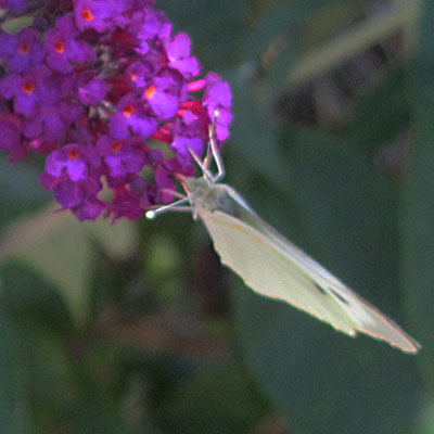 Papillon sur un Buddleia