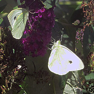 Papillons sur un Buddleia
