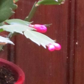 Boutons de fleurs du Cactus de Noel ou Schlumbergera.