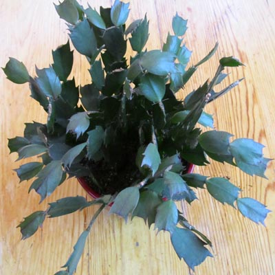 Feuillage du Cactus de Noel ou Schlumbergera