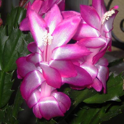 Fleurs du 