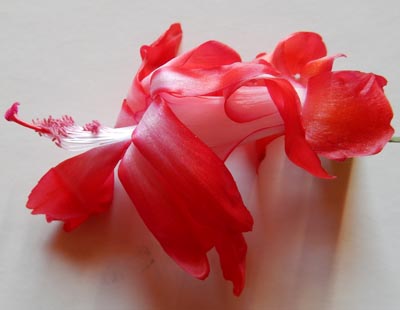 Fleur épanouie de cactus de Noël