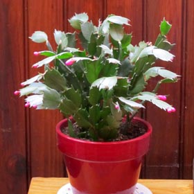 floraison du Cactus de Noel ou Schlumbergera.