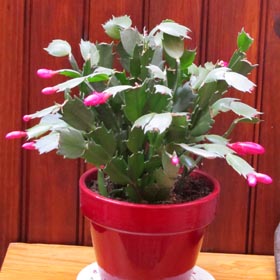 floraison du Cactus de Noel ou Schlumbergera.