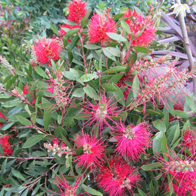 floraison du Callistemon