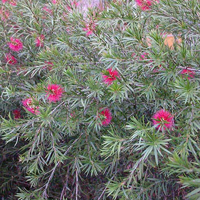 Buisson de Callistemon