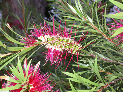 inflorescenc de Callistemon