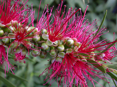 Inflorescence grossie de Callistemon 