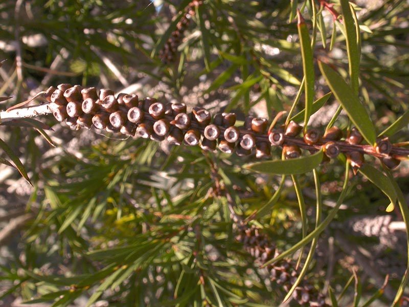 Infrutescence de Callistemon
