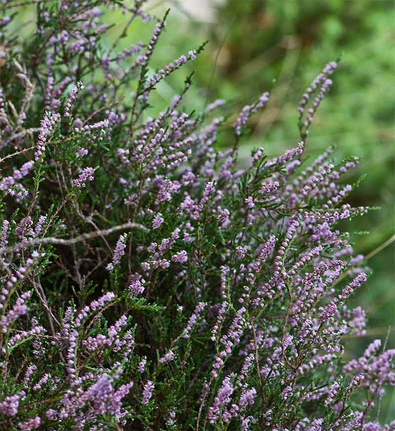 buisson de Callune en fleurs