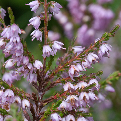 rameau fleuri de Callune