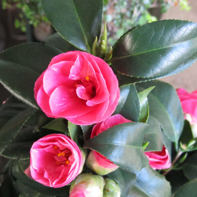 Fleurs rouges de Camélia