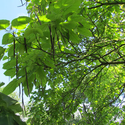 Fruits de Catalpa
