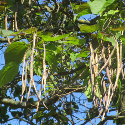 Gousses pendantes de Catalpa