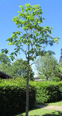 un jeune Catalpa dans l'Arboretum de Vincennes