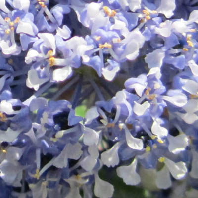 Fleurs de Ceanothe