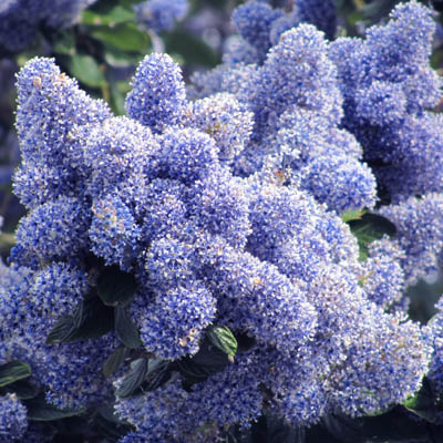 inflorescences de Ceanothe en détail