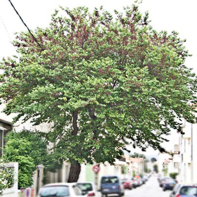port de l'arbre de Judée