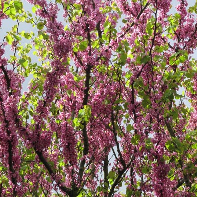 Branches en fleurs de l'arbre de Judée    