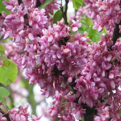 Branches en fleurs de l'arbre de Judée