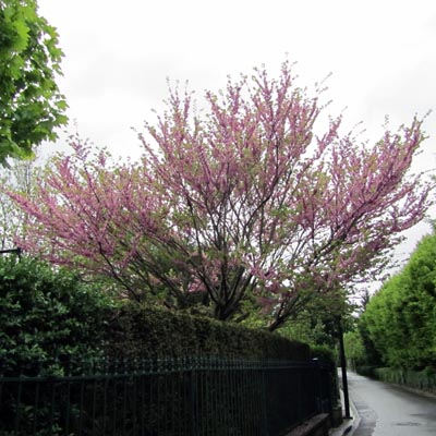 Arbre de Judée en fleur branche    