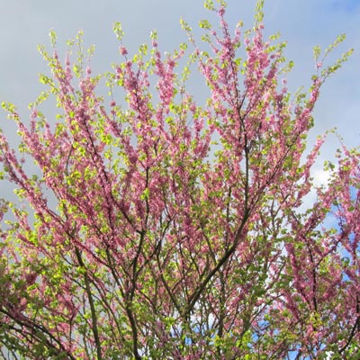 Arbre de Judée en fleur