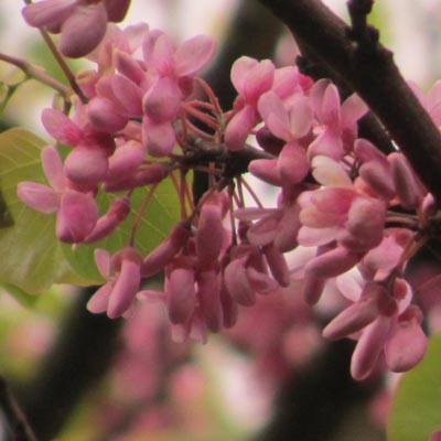 Branches fleuries de l'arbre de Judée