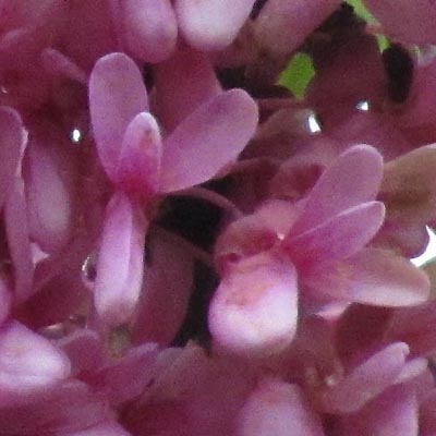 Fleurs de l'arbre de Judée