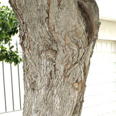 Ecorce de l'arvre de Judée