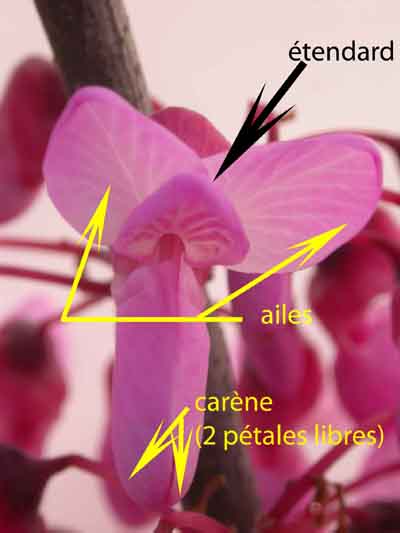 fleur de Cercis siliquastrum