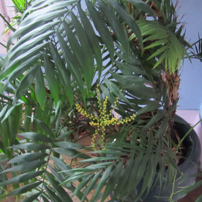 Feuillage de Chamaedorea