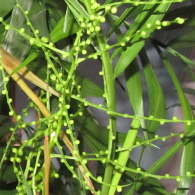 Floraison du Chamaedorea