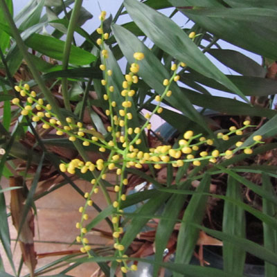 Fleurs mures de Chamaedorea