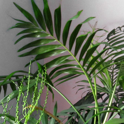 Une palme de Chamaerorea