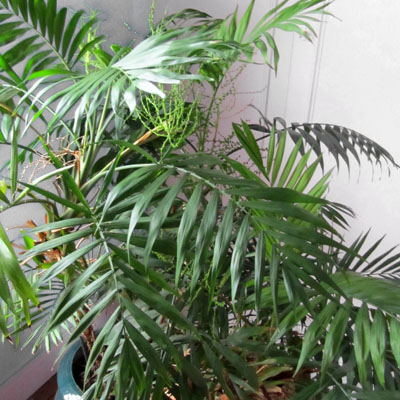 plant de chamaedorea elegans