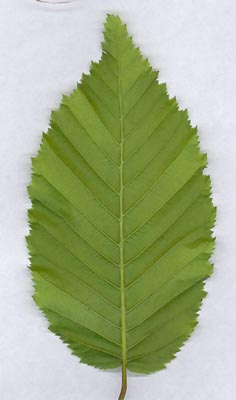 feuille de charme