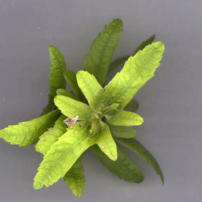Fruits de Charme vus de dessus; les fruits sont inclus dans des bractes  trois lobes