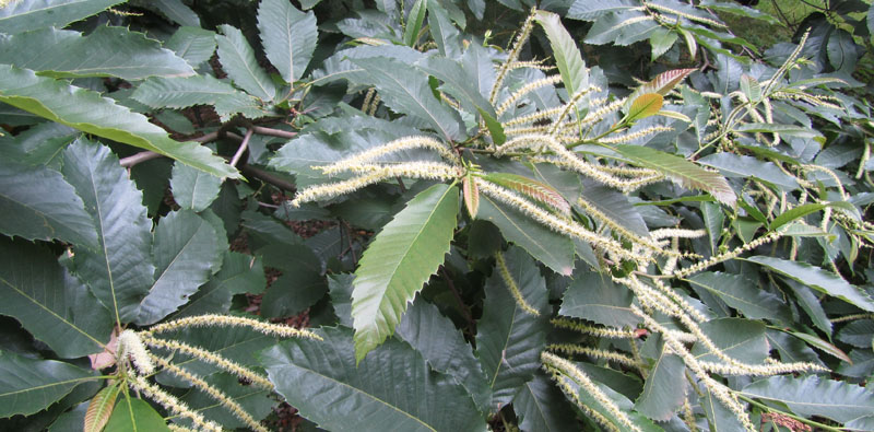 feuillage et fleurs mâles du chataignier