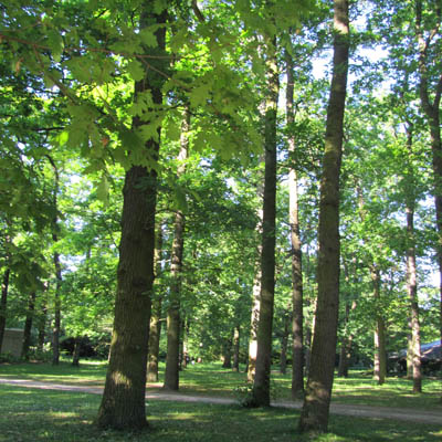 Chênes pédonculés en "futaie" au parc floral de Paris