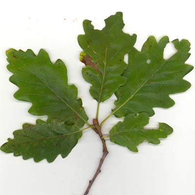 Feuilles pétiolées de Chêne sessile