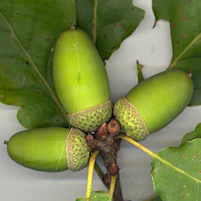 Gland sessile de chëne sessile