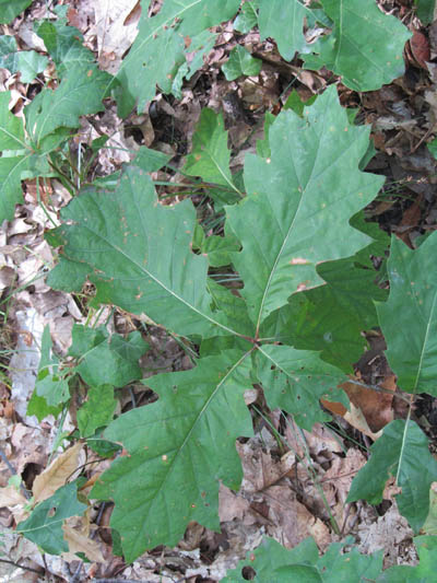 Feuilles d'une jeune plantule de chêne rouge