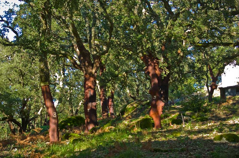 Foret exploitée de Chênes lièges