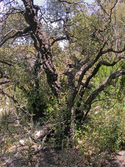 Chene d'une foret incendiée.