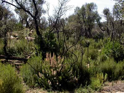 Etat de la vegetation après un incendie dans une suberaie.